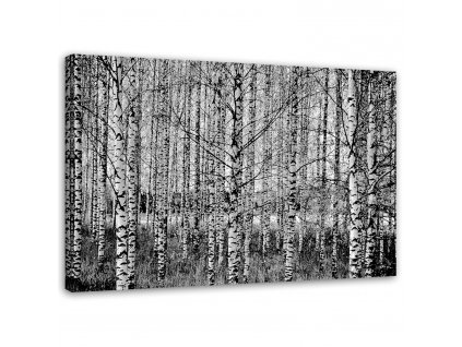 Obraz na plátne Čierne a biele brezy