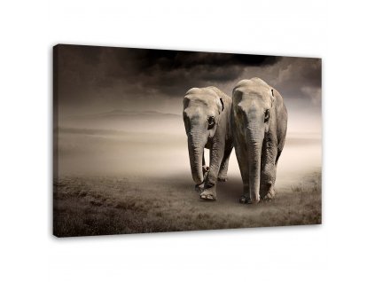 Obraz na plátne Slony v púšti