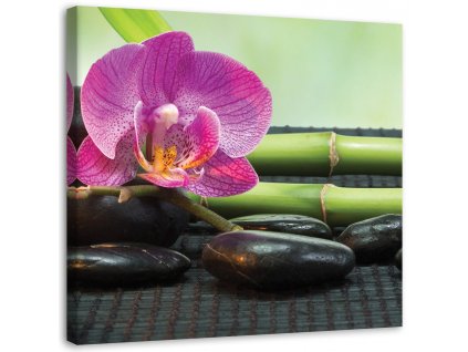 Obraz na plátne Kvitnúce orchidey na čiernych kameňoch