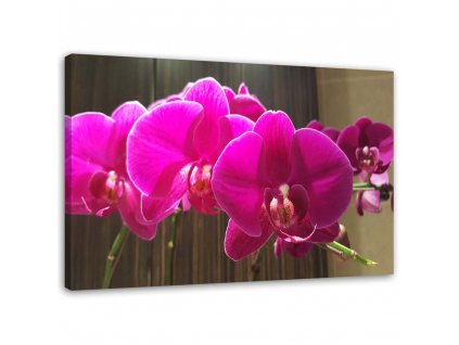 Obraz na plátne Orchidey Fuchsia