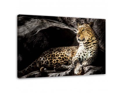 Obraz na plátne Leopard na skalách