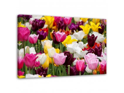 Obraz na plátne Lúka plná tulipánov