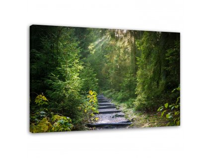 Obraz na plátne Cesta v zelenom lese