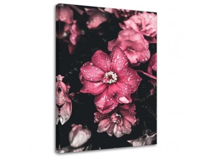 Obraz na plátne Ružové kvety na tmavom pozadí