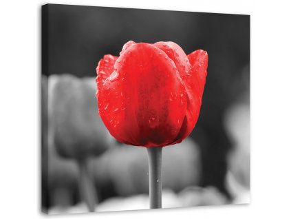 Obraz na plátne Červený tulipán