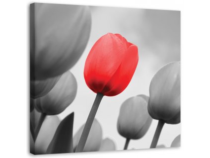 Obraz na plátne Červený tulipán v sivej farbe