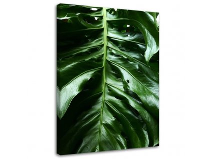 Obraz na plátne Hladký list rastliny monstera
