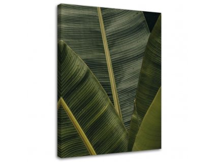 Obraz na plátne Tropické banánové listy
