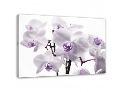 Obraz na plátne Biela a fialová orchidea