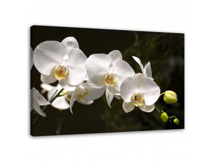 Obraz na plátne Biele orchidey na čiernom pozadí