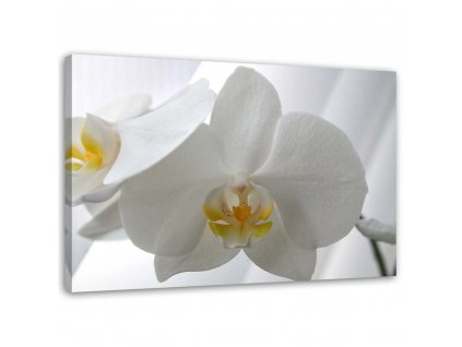 Obraz na plátne Biele orchidey so žltým stredom
