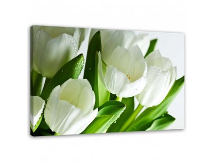 Obraz Biele tulipány