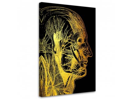 Obraz na plátne Zlatá anatómia, bočná strana - Gab Fernando