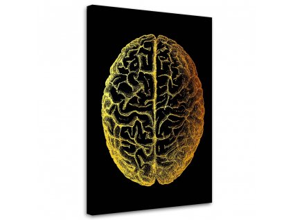 Obraz na plátne Zlatá anatómia, vrchná časť mozgu - Gab Fernando
