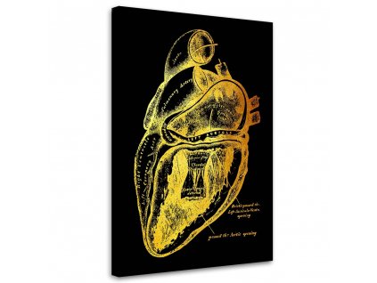 Obraz na plátne Zlatá anatómia, funkcia srdca - Gab Fernando