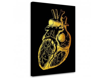 Obraz na plátne Zlatá anatómia, ľudské srdce - Gab Fernando