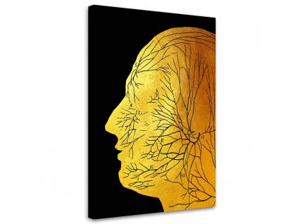 Obraz na plátne Zlatá anatómia, tvárové nervy - Gab Fernando