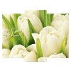 Obraz s hodinami Jemné tulipány - 3 dielny