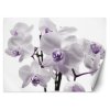 Fototapeta Kvitnúca orchidea