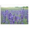Obraz na plátne Levanduľové polia