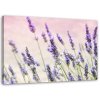 Obraz na plátne Levanduľové kvety