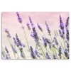 Obraz na plátne Levanduľové kvety