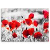 Obraz na plátne Červené poľné maky