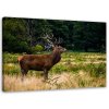 Obraz na plátne Revúci jeleň