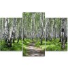 Obraz na plátne Brezový les - 3 dielny