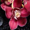 Paraván Orchidea s bambusom