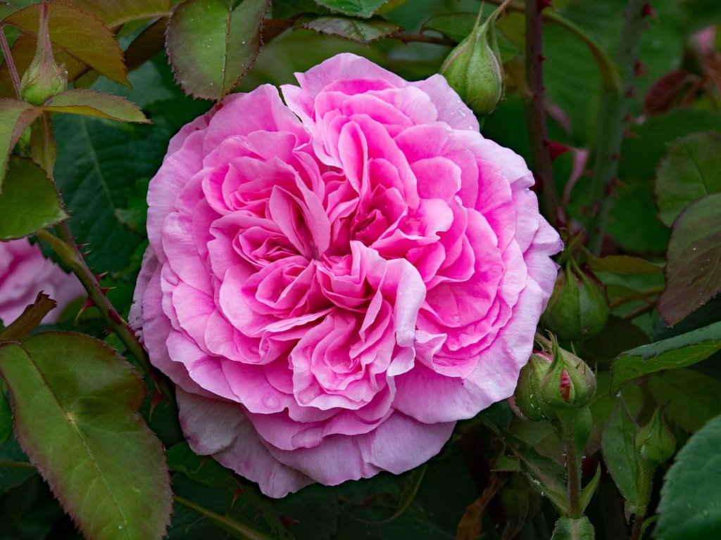 Keřová růže 'Gertrude Jekyll'