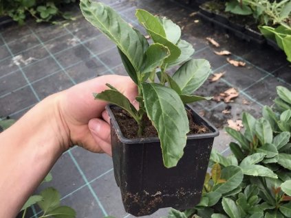Bobkovišeň lékařská 'Etna' (Partner ID none)