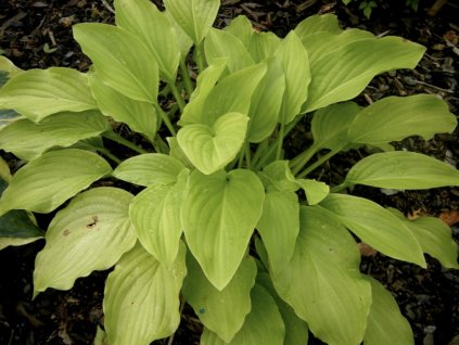 Bohyška 'Honey Bells' (Partner ID none)