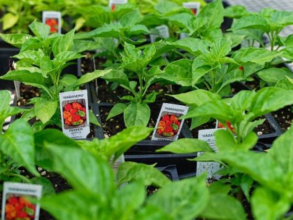 Chilli paprička 'Habanero' (Partner ID none)