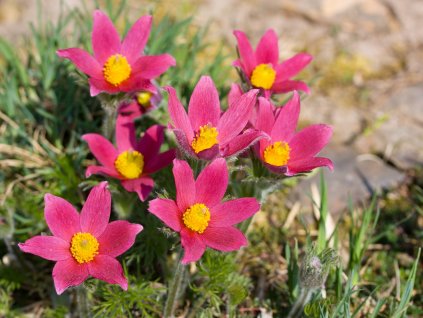 Koniklec obecný 'Pinwheel Dark Red Shades'