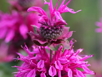 Monarda 'Bee-Happy' (Partner ID none)