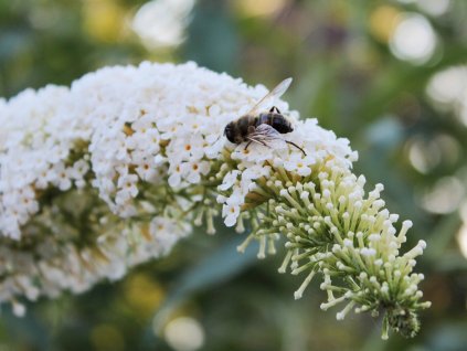 Motýlí keř 'White Profusion' (Partner ID none)