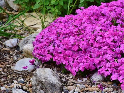 Plamenka šídlovitá 'McDaniel´s Cushion'