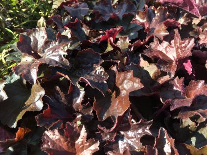 Dlužicha americká 'Palace Purple' (Partner ID none)