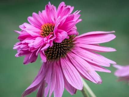 Třapatka nachová (Echinacea) 'Doubledecker' (Partner ID none)