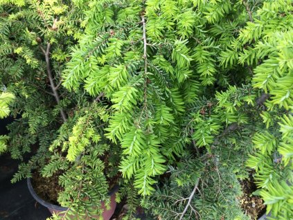 Jedlovec kanadský 'Jeddeloh' (Partner ID none)