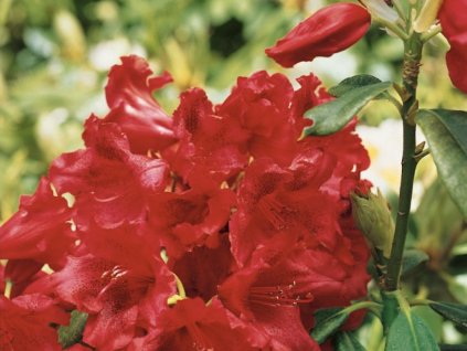 Rododendron 'Nova Zembla' (Partner ID none)