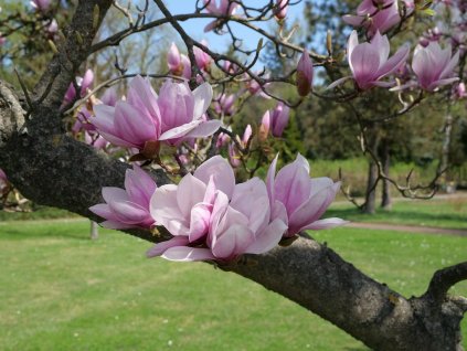 Magnolie Soulangeova