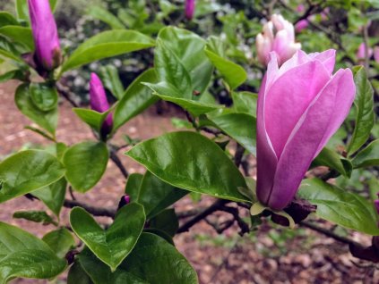 Magnolie 'George Henry Kern' (Partner ID none)
