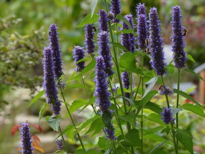 Agastache (Partner ID none)