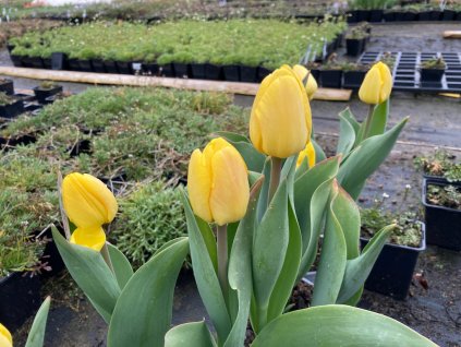 Tulipán (Partner ID none)