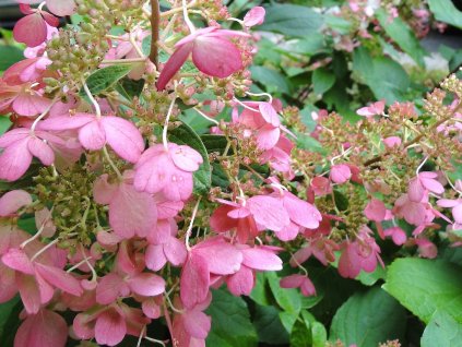 Hortenzie latnatá 'Pinky Winky'