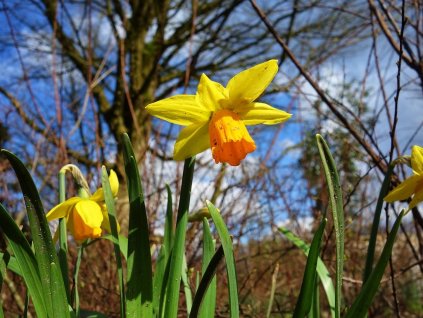 Narcis (Partner ID none)