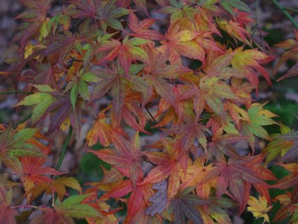 Japonský javor 'Atropurpureum'