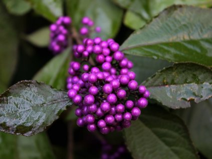 Krásnoplodka Bodinierova 'Profusion'